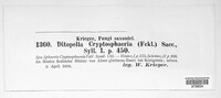 Image of Ditopella cryptosphaeria